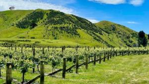 От Могилово до Нова Зеландия: Българска изба произвежда вино на другия край на света